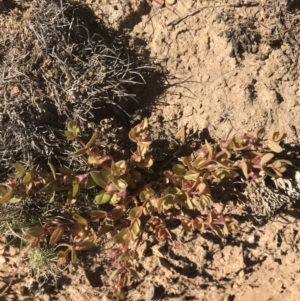 Hypericum japonicum at Mount Clear, ACT - 10 Jan 2021