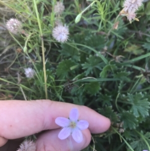 Geranium antrorsum at Mount Clear, ACT - 10 Jan 2021 10:25 AM