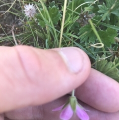 Geranium antrorsum at Mount Clear, ACT - 10 Jan 2021