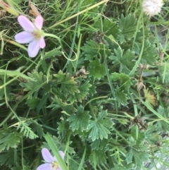 Geranium antrorsum at Mount Clear, ACT - 10 Jan 2021 10:25 AM