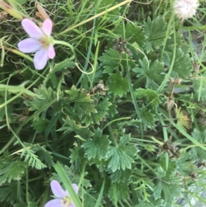 Geranium antrorsum at Mount Clear, ACT - 10 Jan 2021 10:25 AM