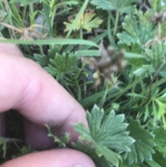 Geranium antrorsum at Mount Clear, ACT - 10 Jan 2021 10:25 AM