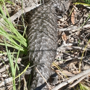 Tiliqua rugosa at Cook, ACT - 2 Nov 2020