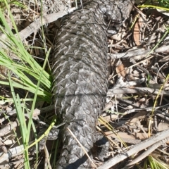 Tiliqua rugosa (Shingleback Lizard) at Cook, ACT - 1 Nov 2020 by drakes