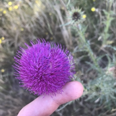 Carduus nutans (Nodding Thistle) at Mount Clear, ACT - 10 Jan 2021 by Tapirlord