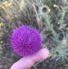 Carduus nutans (Nodding Thistle) at Mount Clear, ACT - 9 Jan 2021 by Tapirlord