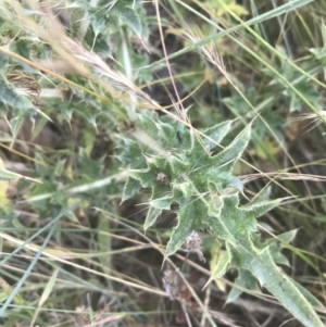 Carduus nutans at Mount Clear, ACT - 10 Jan 2021 10:26 AM