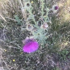 Carduus nutans at Mount Clear, ACT - 10 Jan 2021 10:26 AM