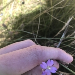 Epilobium sp. (A Willow Herb) at Namadgi National Park - 9 Jan 2021 by Tapirlord