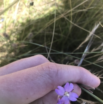 Epilobium sp. (A Willow Herb) at Mount Clear, ACT - 10 Jan 2021 by Tapirlord