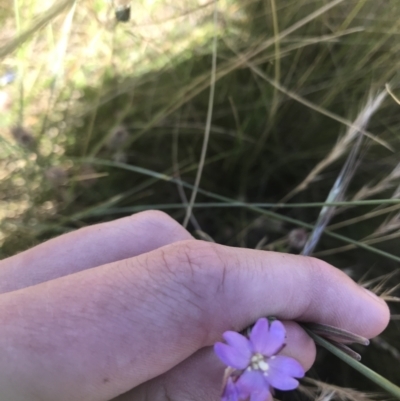 Epilobium sp. (A Willow Herb) at Namadgi National Park - 9 Jan 2021 by Tapirlord