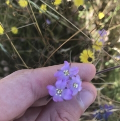 Epilobium sp. at Mount Clear, ACT - 10 Jan 2021