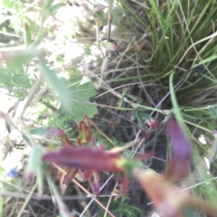 Epilobium sp. at Mount Clear, ACT - 10 Jan 2021 10:28 AM