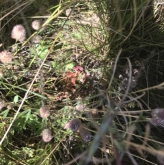 Epilobium sp. at Mount Clear, ACT - 10 Jan 2021