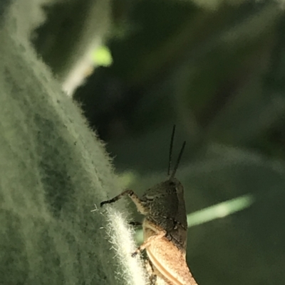 Phaulacridium vittatum (Wingless Grasshopper) at Mount Clear, ACT - 9 Jan 2021 by Tapirlord