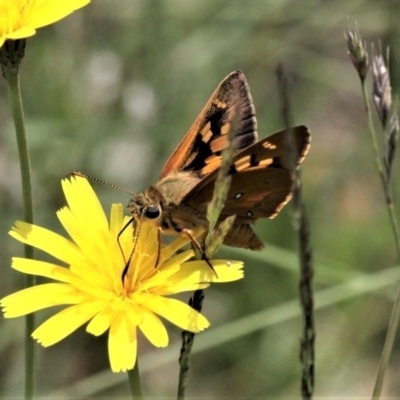 Trapezites eliena (Orange Ochre) at Namadgi National Park - 10 Jan 2021 by HarveyPerkins