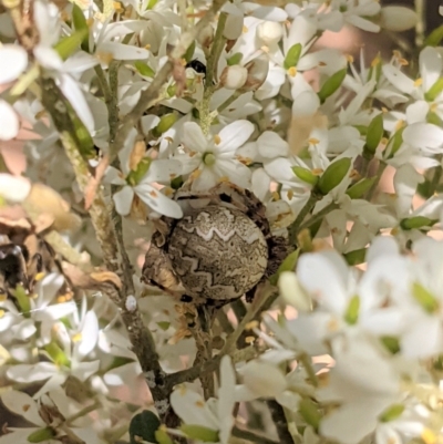 Salsa fuliginata (Sooty Orb-weaver) at Red Hill Nature Reserve - 10 Jan 2021 by JackyF