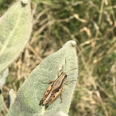 Phaulacridium vittatum (Wingless Grasshopper) at Mount Clear, ACT - 9 Jan 2021 by Tapirlord