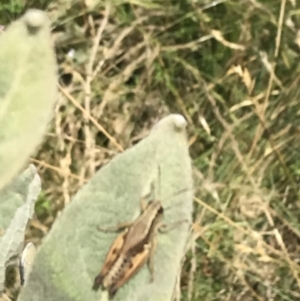 Phaulacridium vittatum at Mount Clear, ACT - 10 Jan 2021 10:40 AM