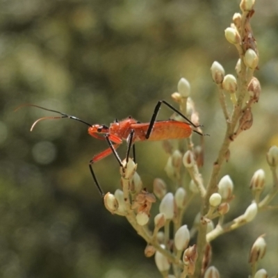 Gminatus australis (Orange assassin bug) at Red Hill, ACT - 10 Jan 2021 by JackyF