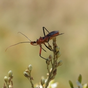 Gminatus australis at Red Hill, ACT - 10 Jan 2021