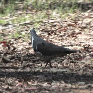 Leucosarcia melanoleuca at Cotter River, ACT - 10 Jan 2021