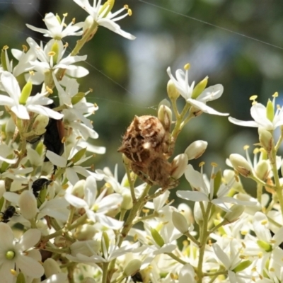 Backobourkia (genus) (An orb weaver) at Red Hill, ACT - 10 Jan 2021 by JackyF
