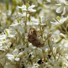 Backobourkia sp. (genus) at Red Hill, ACT - 10 Jan 2021