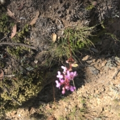 Stylidium (genus) (Trigger Plant) at Mount Clear, ACT - 10 Jan 2021 by Tapirlord