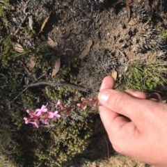 Stylidium sp. at Mount Clear, ACT - 10 Jan 2021
