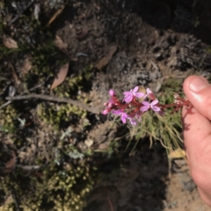 Stylidium sp. at Mount Clear, ACT - 10 Jan 2021 10:41 AM