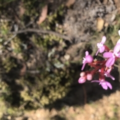 Stylidium sp. at Mount Clear, ACT - 10 Jan 2021 10:41 AM