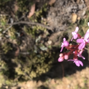 Stylidium sp. at Mount Clear, ACT - 10 Jan 2021 10:41 AM