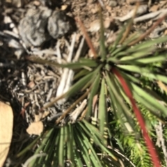 Stylidium sp. at Mount Clear, ACT - 10 Jan 2021