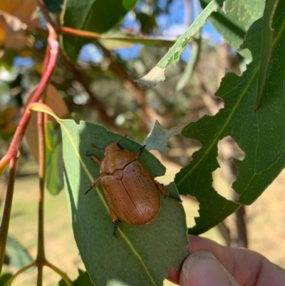 Anoplognathus porosus (Porosus Christmas beetle) at Murrumbateman, NSW - 10 Jan 2021 by SimoneC