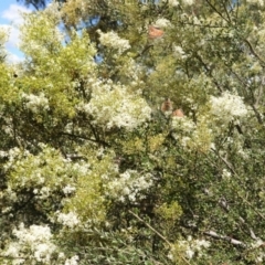 Bursaria spinosa (Native Blackthorn, Sweet Bursaria) at Red Hill Nature Reserve - 10 Jan 2021 by JackyF