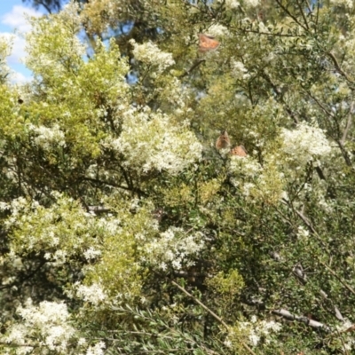 Bursaria spinosa (Native Blackthorn, Sweet Bursaria) at Red Hill, ACT - 10 Jan 2021 by JackyF