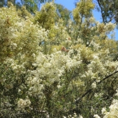 Bursaria spinosa at Red Hill, ACT - 10 Jan 2021