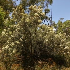 Bursaria spinosa at Red Hill, ACT - 10 Jan 2021