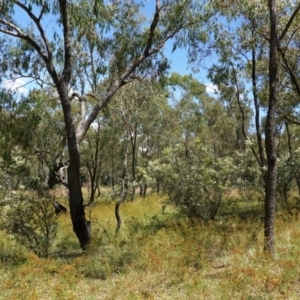 Bursaria spinosa at Red Hill, ACT - 10 Jan 2021