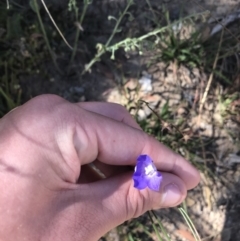 Wahlenbergia planiflora subsp. planiflora (Flat Bluebell) at Mount Clear, ACT - 10 Jan 2021 by Tapirlord