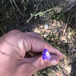 Wahlenbergia planiflora subsp. planiflora at Mount Clear, ACT - 10 Jan 2021