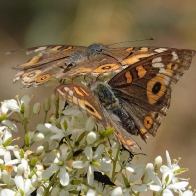 Junonia villida (Meadow Argus) at Red Hill Nature Reserve - 10 Jan 2021 by JackyF