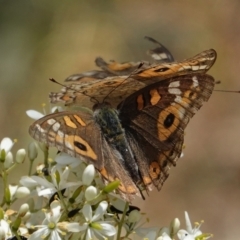 Junonia villida at Red Hill, ACT - 10 Jan 2021