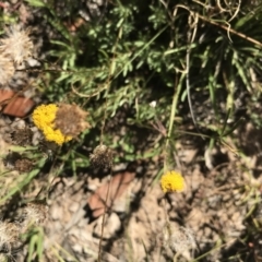 Leptorhynchos squamatus (Scaly Buttons) at Mount Clear, ACT - 10 Jan 2021 by Tapirlord