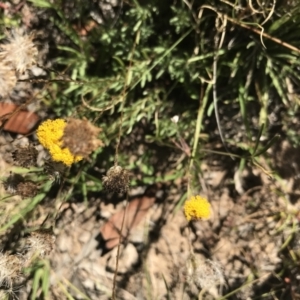 Leptorhynchos squamatus at Mount Clear, ACT - 10 Jan 2021 10:47 AM