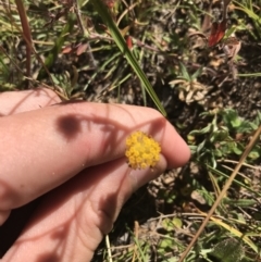 Leptorhynchos squamatus at Mount Clear, ACT - 10 Jan 2021 10:47 AM