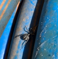 Nyssus coloripes (Spotted Ground Swift Spider) at Murrumbateman, NSW - 10 Jan 2021 by SimoneC