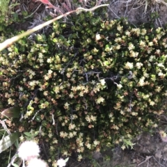 Muehlenbeckia axillaris (Matted Lignum) at Mount Clear, ACT - 10 Jan 2021 by Tapirlord