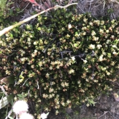 Muehlenbeckia axillaris (Matted Lignum) at Mount Clear, ACT - 9 Jan 2021 by Tapirlord